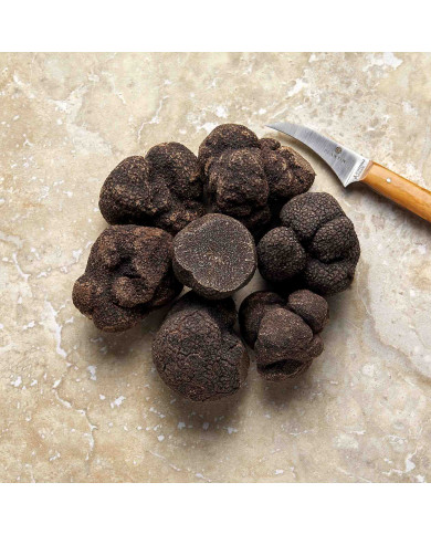 Truffe Noire du Périgord