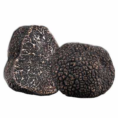 Acheter Truffe noire fraîche Tuber Melanosporum, vente de Truffe noire  fraîche