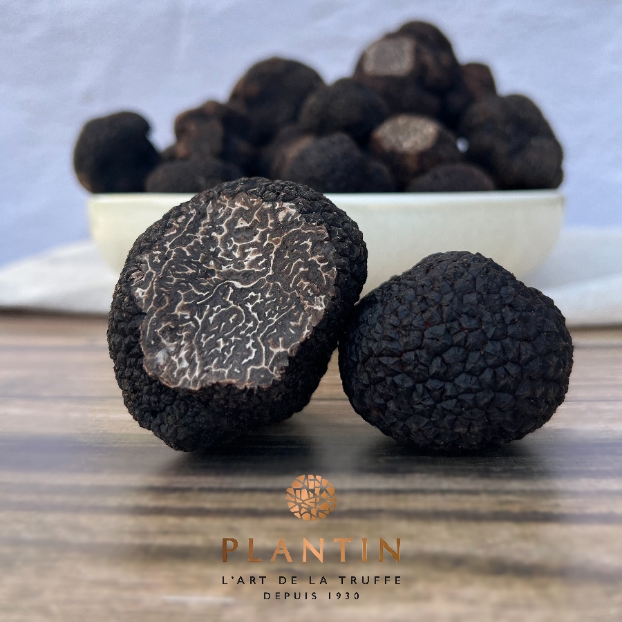 Brisures de truffes noires du Périgord, Plantin